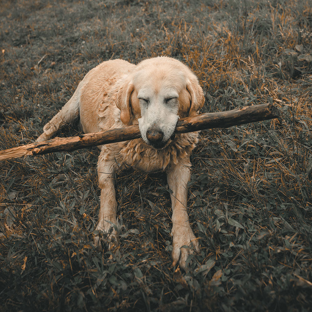 Digging into dog food trends