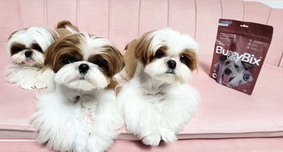 Choosing the right dental bar for your dog