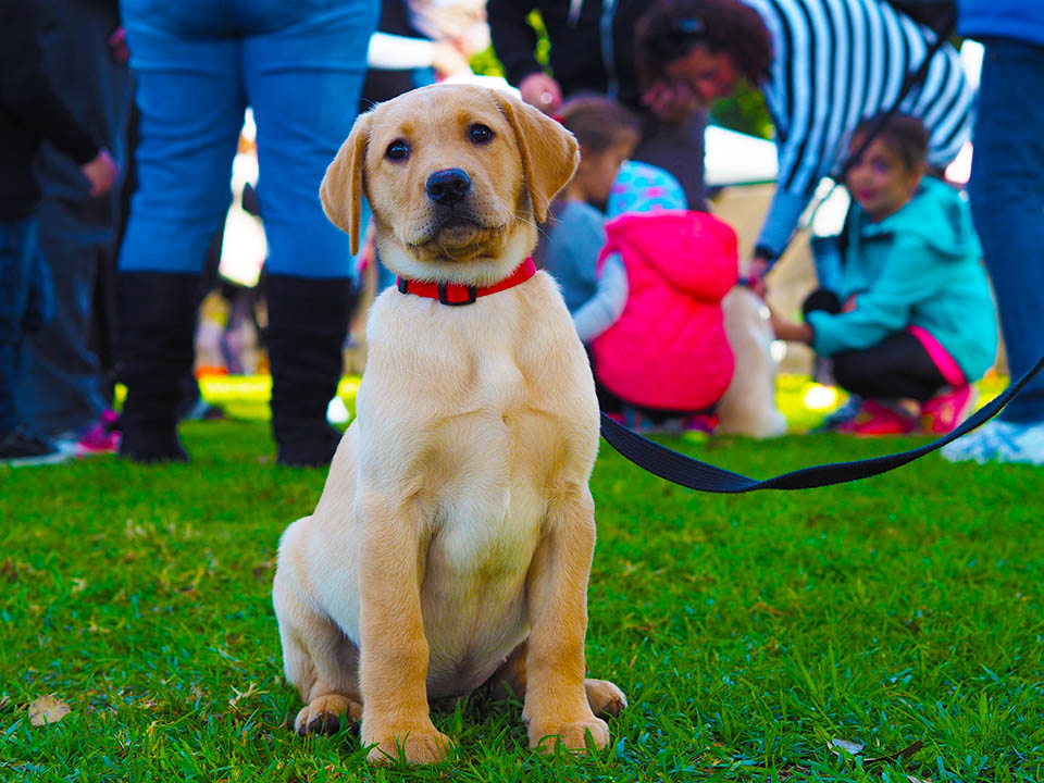 Top tips for feeding your new puppy