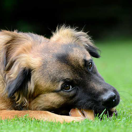 When should you use dog treats?