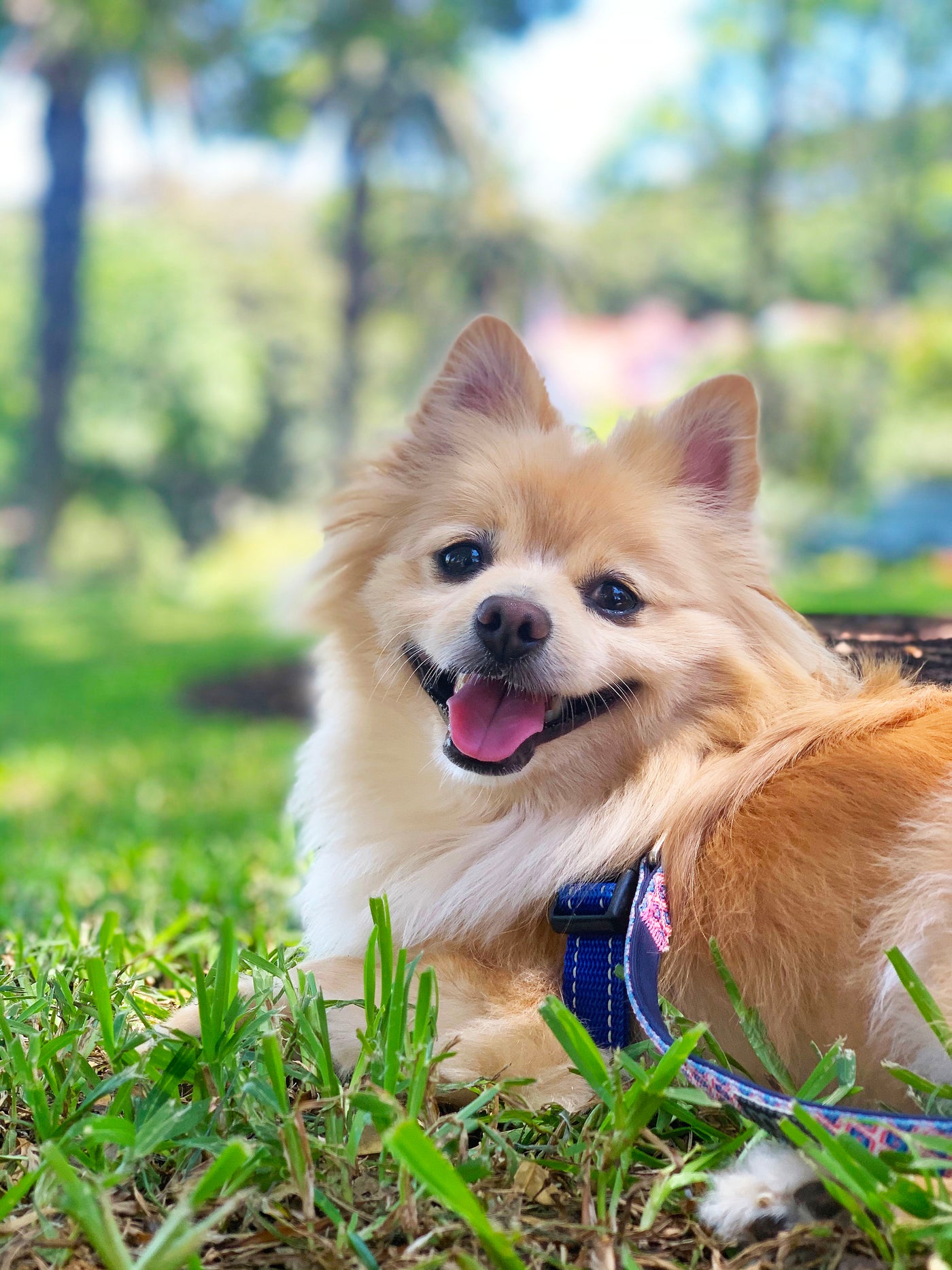 Insect-Based Protein for Dogs: Sustainable, Nutritious, and Eco-Friendly