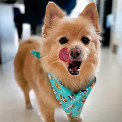 The benefits of treats for your dog