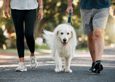 A Comprehensive Guide to Dog Joint Health